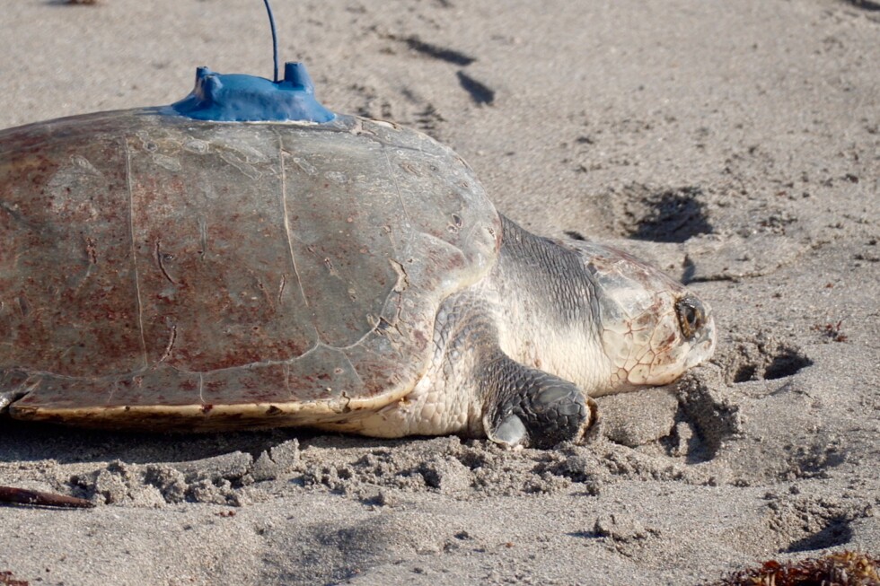 Amelie the 3-limbed sea turtle returns to the Atlantic Ocean with new tracking tag