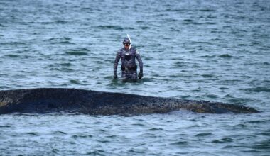 Whale swims free after days stuck on German sandbank