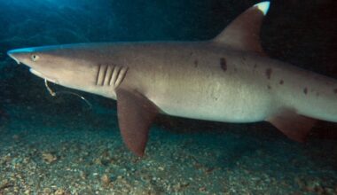 Stop! Thief! Sharks Are Taking A Larger Bite Of Hawaiʻi Fishermen’s Catch