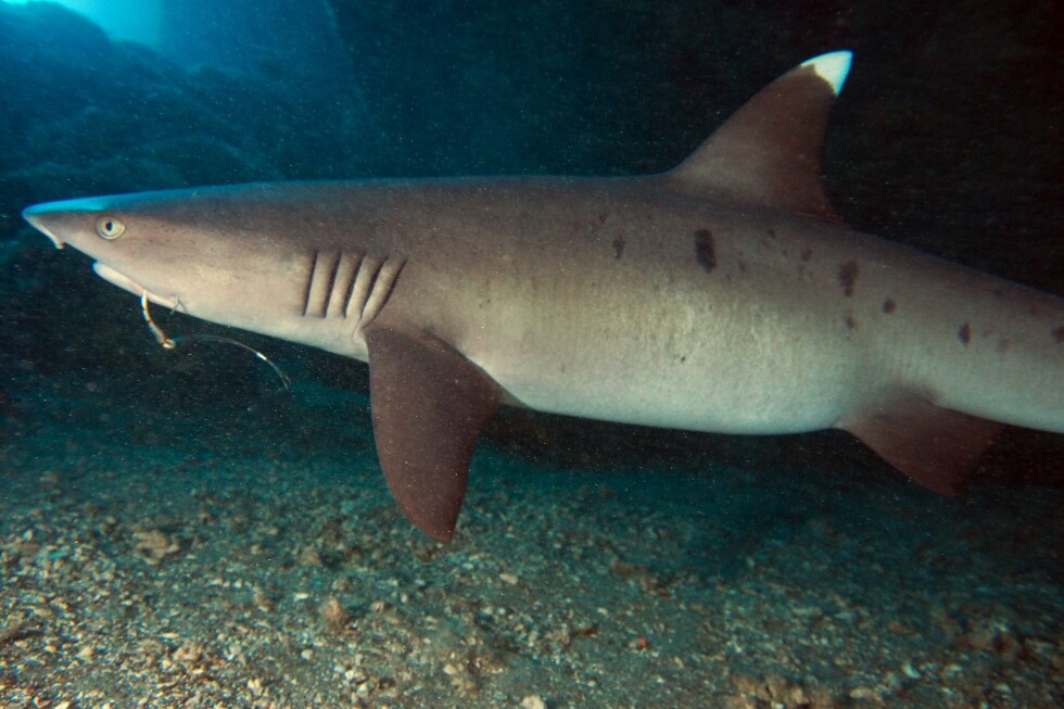 Stop! Thief! Sharks Are Taking A Larger Bite Of Hawaiʻi Fishermen’s Catch