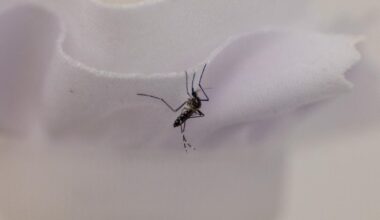 A mosquito-control tool faces a hurdle: getting L.A. property owners to pay