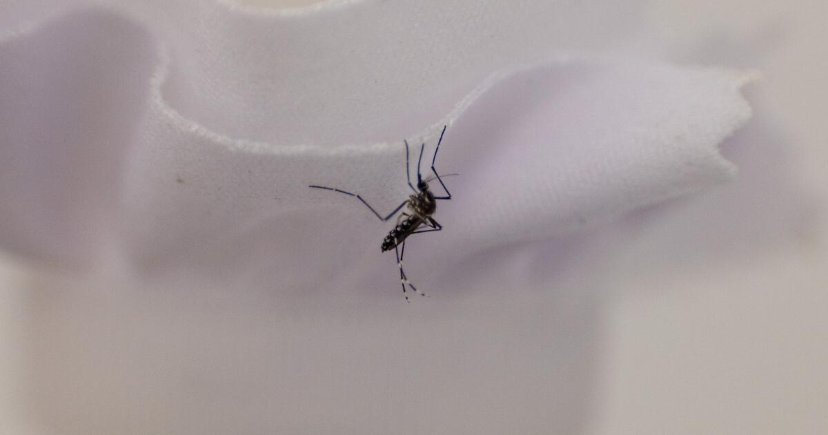 A mosquito-control tool faces a hurdle: getting L.A. property owners to pay