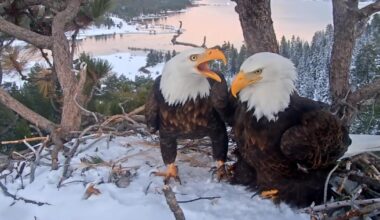 How Jackie met Shadow: The story behind Big Bear’s famous eagles
