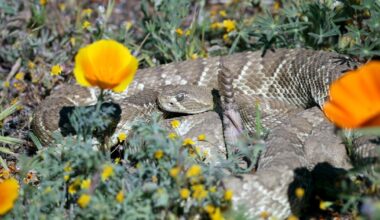 Video: Mojave 'green' rattlesnake is a poppy field surprise