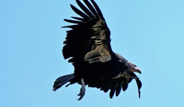 This condor couple may be tending to first egg in Northern California in a century