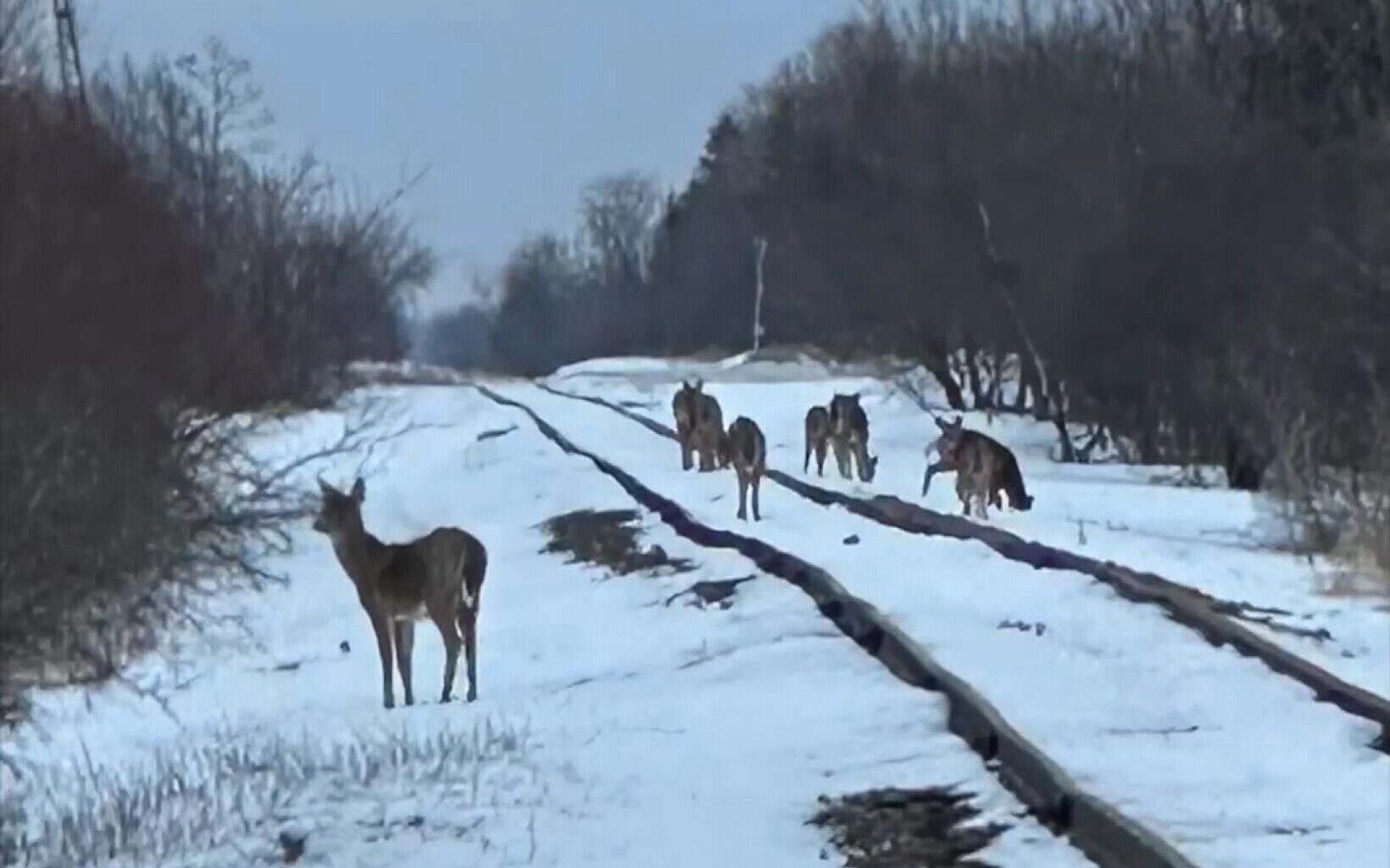 Corn spill along railroad tracks linked to deer deaths in Kittson County - InForum