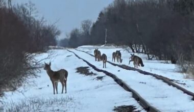 Corn spill along railroad tracks linked to deer deaths in Kittson County - InForum