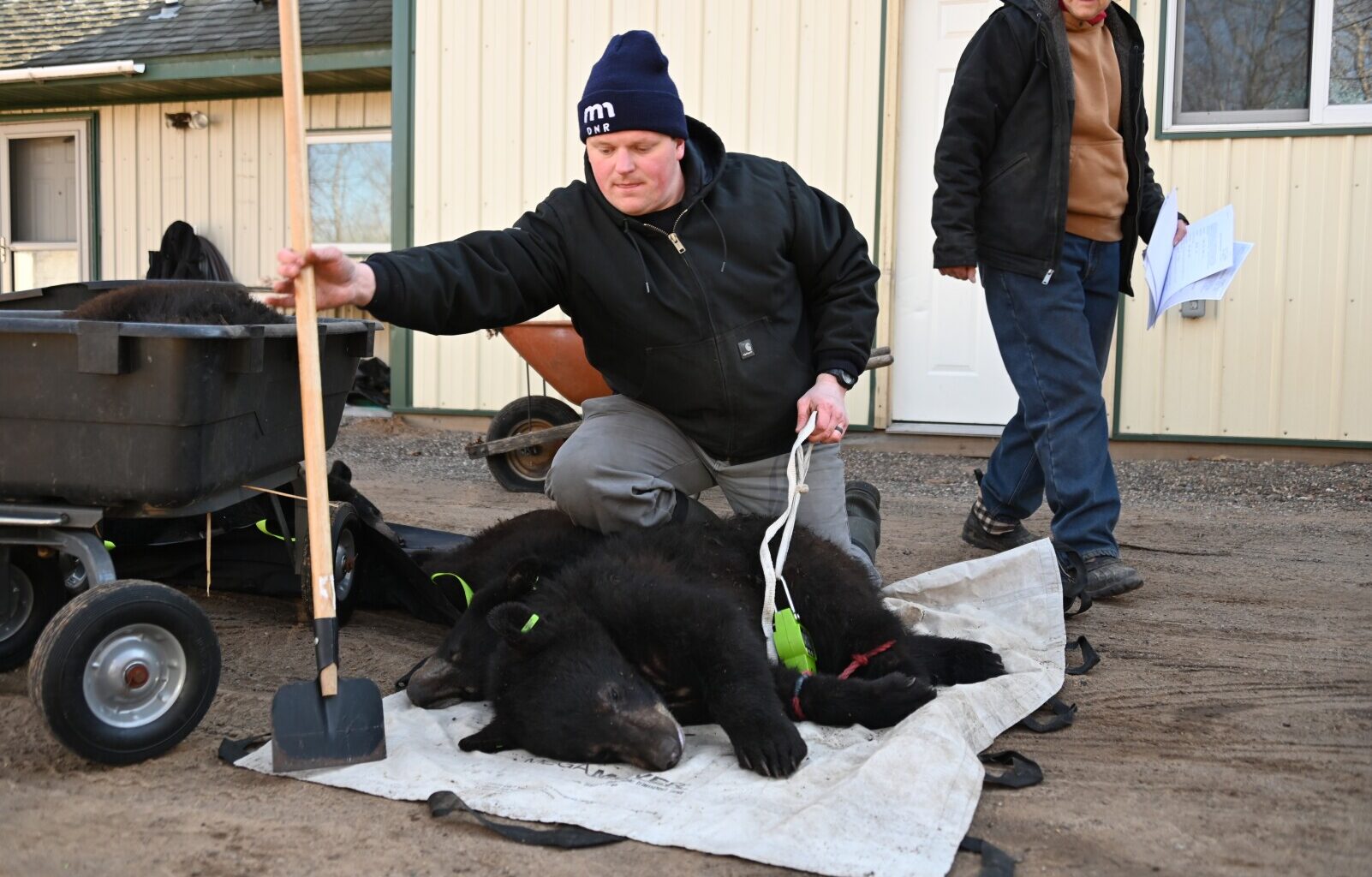 9 black bears released back into Minnesota wild - InForum