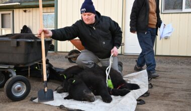 9 black bears released back into Minnesota wild - InForum