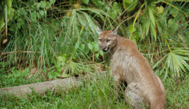A Florida panther is seen at the Florida Panther National Wildlife Refuge. Credit: George Gentry/USFWS
