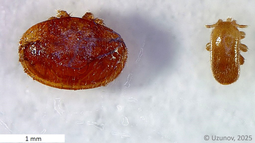 Two brown, oval-shaped invasive mites are shown side by side on a white background. The mite on the left has a wide, oval-shaped body, while the mite on the right has a smaller, narrower body. A scale bar shows 1 mm for size.