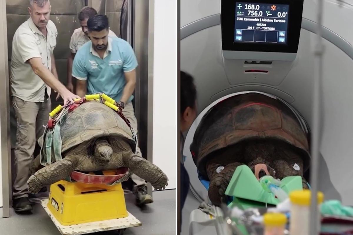109-year-old tortoise undergoes advanced scans for health scare