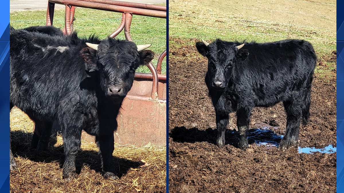 Cows cause traffic restrictions on I-279 in Pennsylvania