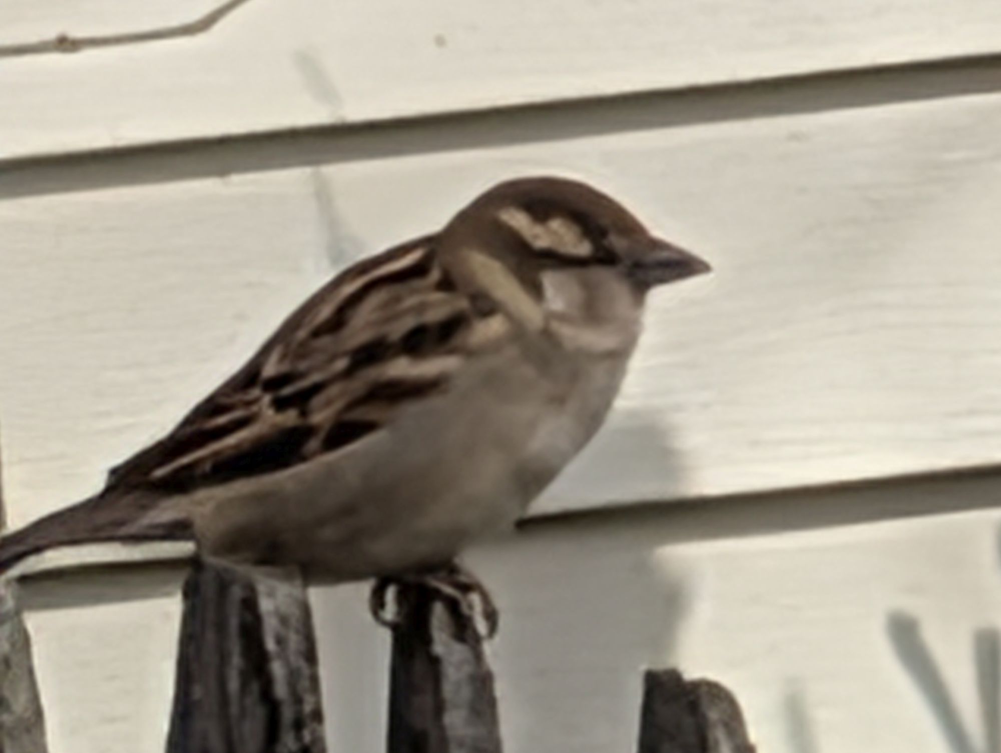 Google Pixel 10 Pro XL 100x  sample.