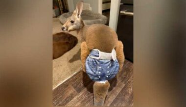 Has anyone seen this kangaroo?