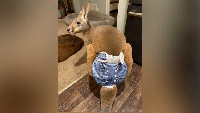Has anyone seen this kangaroo?