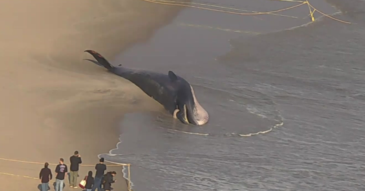 Massive dead whale washes up on Rockaway Beach in Queens
