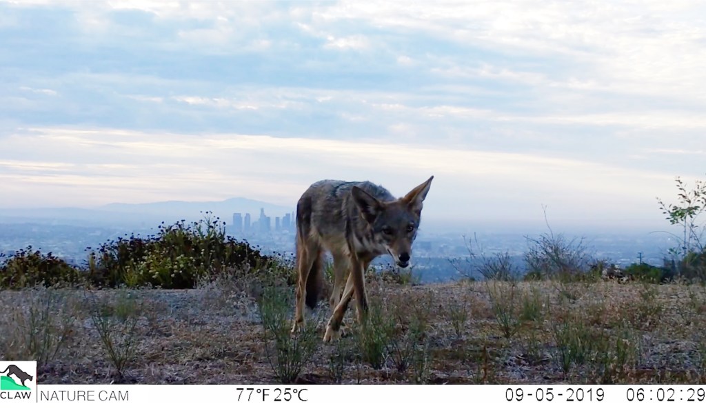 Coyote walking in a grassy field with the Los Angeles skyline in the background.