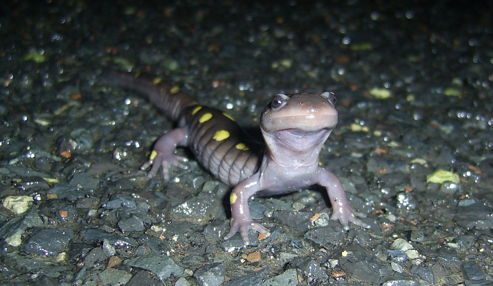 Wildlife crosses a road in Pennsylvania