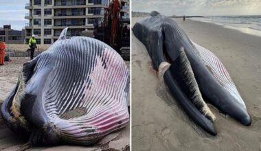 Experts find cause of death for whale washed up on Rockaway beach