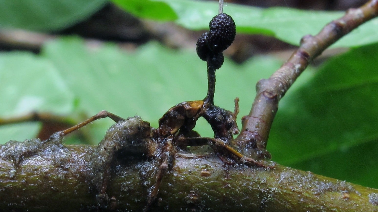 Photo: <a href="https://commons.wikimedia.org/wiki/File:Ophiocordyceps_unilateralis_group_346872.jpg" target="_blank">walt sturgeon (Mycowalt)</a>