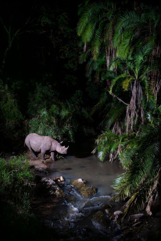 A rhinoceros stands by a small stream surrounded by dense tropical vegetation at night, illuminated by a focused light amidst the darkness.