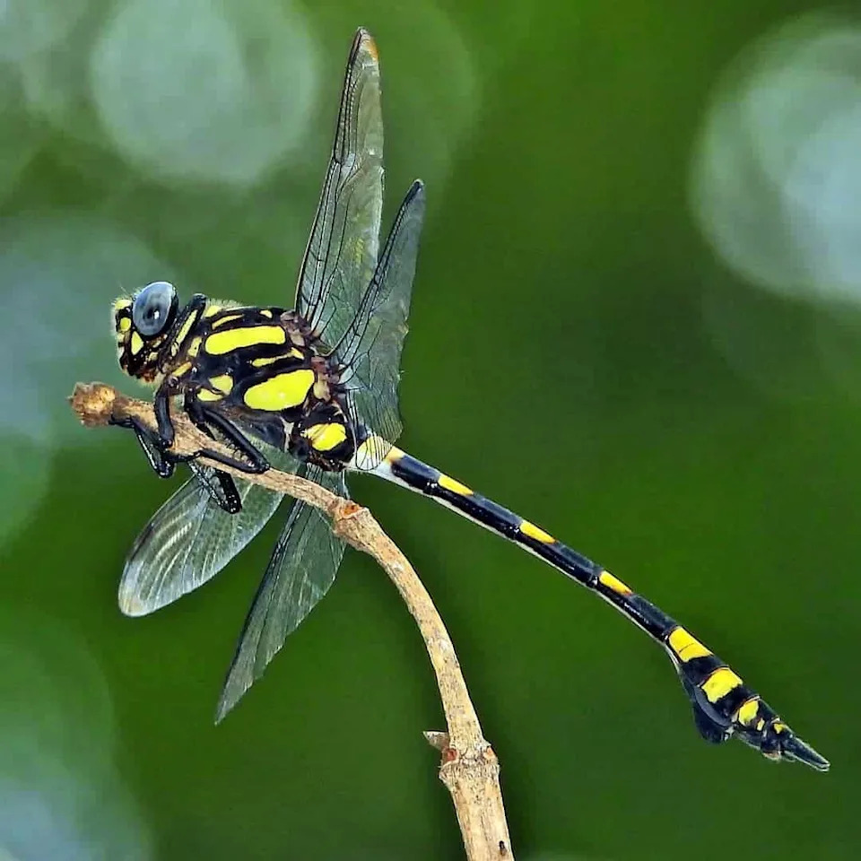 Common Clubtail Dragonfly