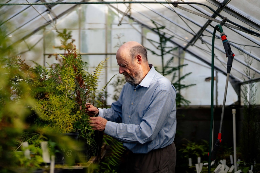 A man observes plants in a green house
