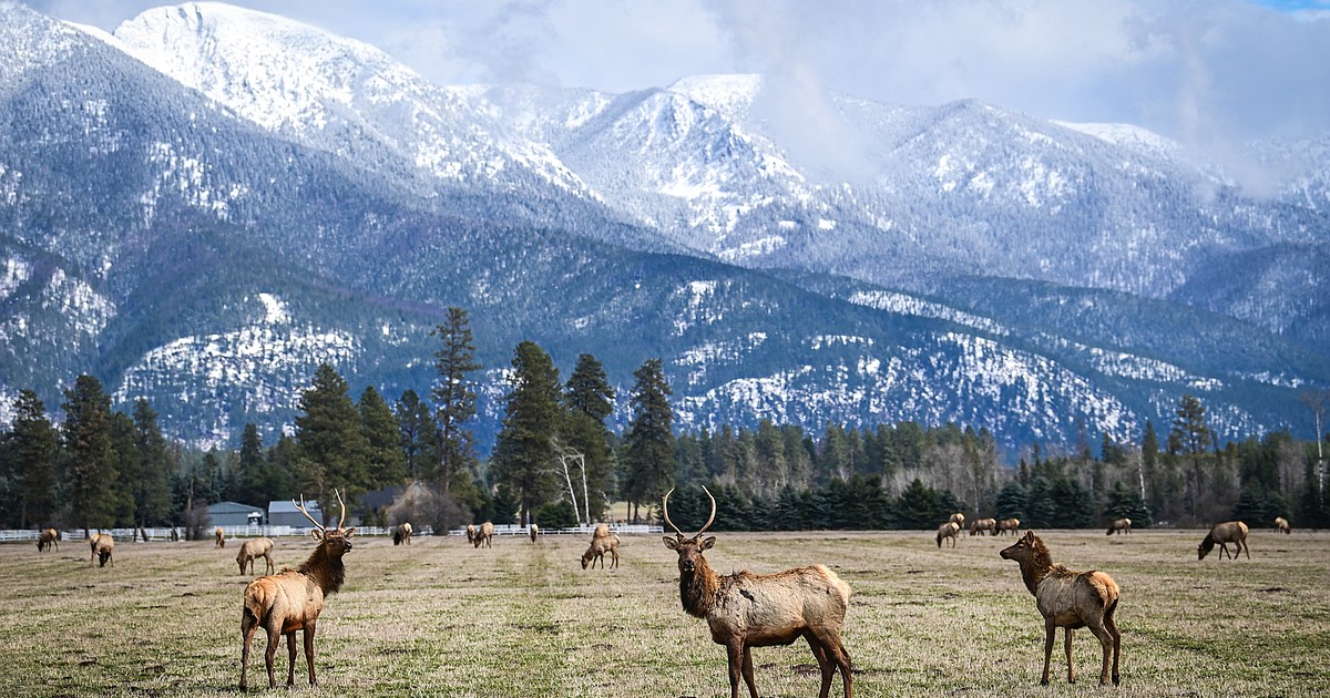 State biologists seek answers to rut in South Fork elk numbers