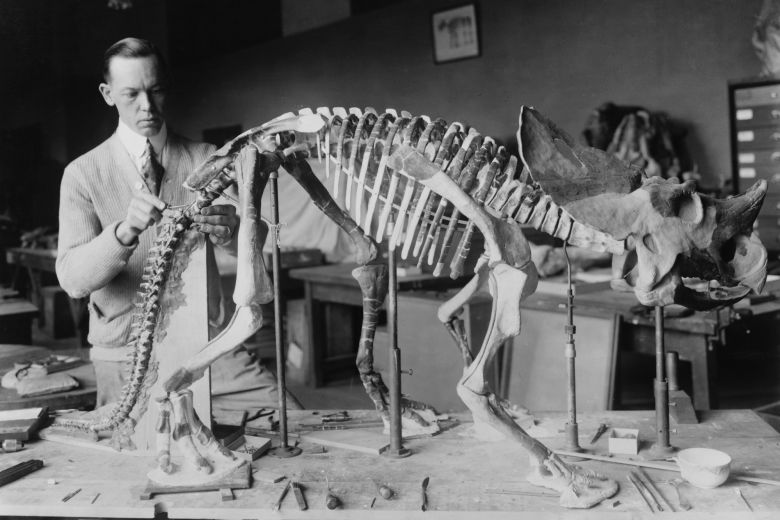 In 1921, a paleontologist at the National Museum of Natural History prepares the skeleton of a baby dinosaur found in Montana. The skeleton was thought to be 7 to 8 million years old.