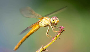 Scientists Found a Dragonfly Eye Superpower That Humans Never Knew Existed