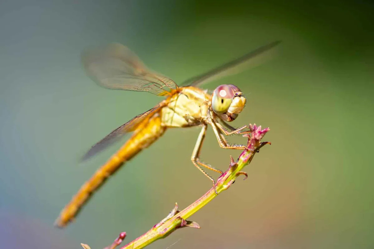 Scientists Found a Dragonfly Eye Superpower That Humans Never Knew Existed