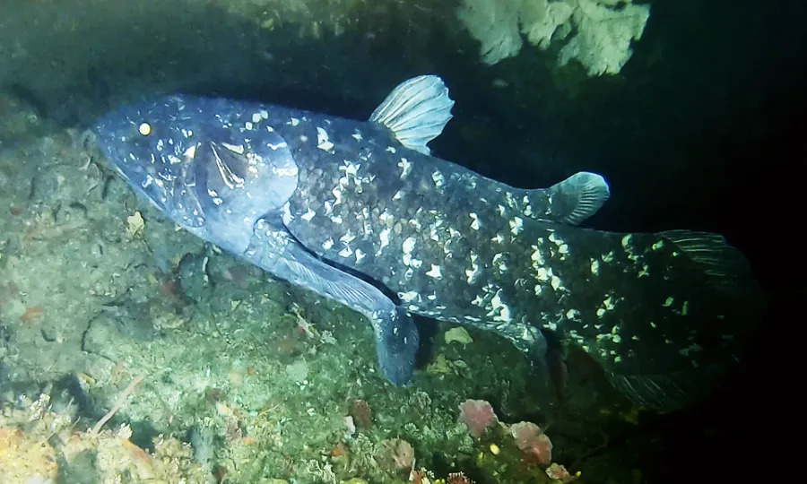 A coelacanth fish with mottled dark blue and white scales swims near a rocky underwater surface, illuminated by a light source in a dark aquatic environment.