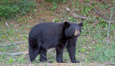 Black bear spotted stealing trash in West Vincent Township in Chester County