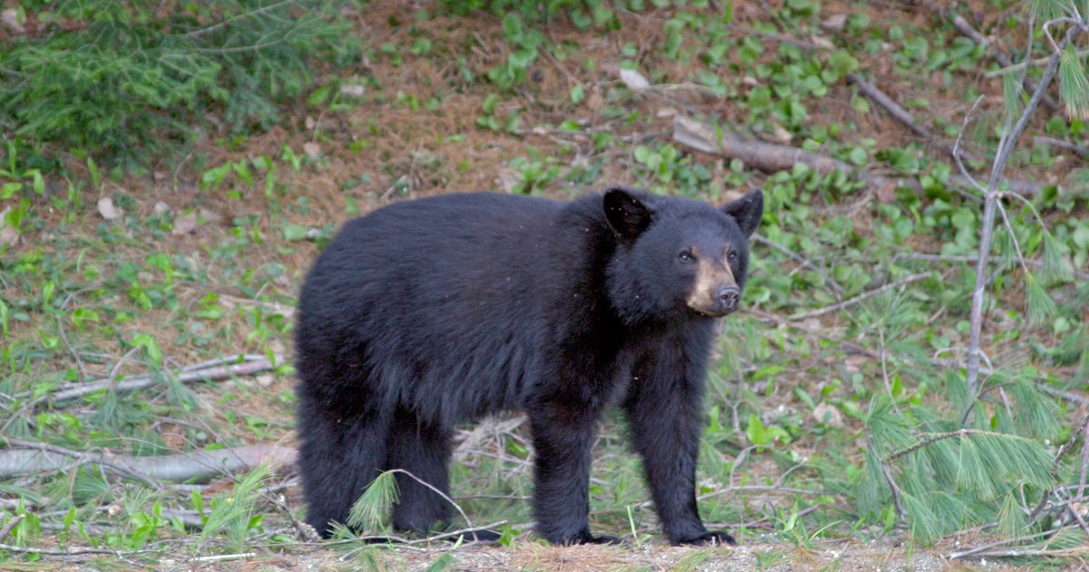 Black bear spotted stealing trash in West Vincent Township in Chester County