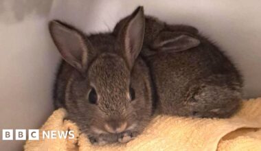Stowaway baby rabbits found on North Sea drilling rig - BBC