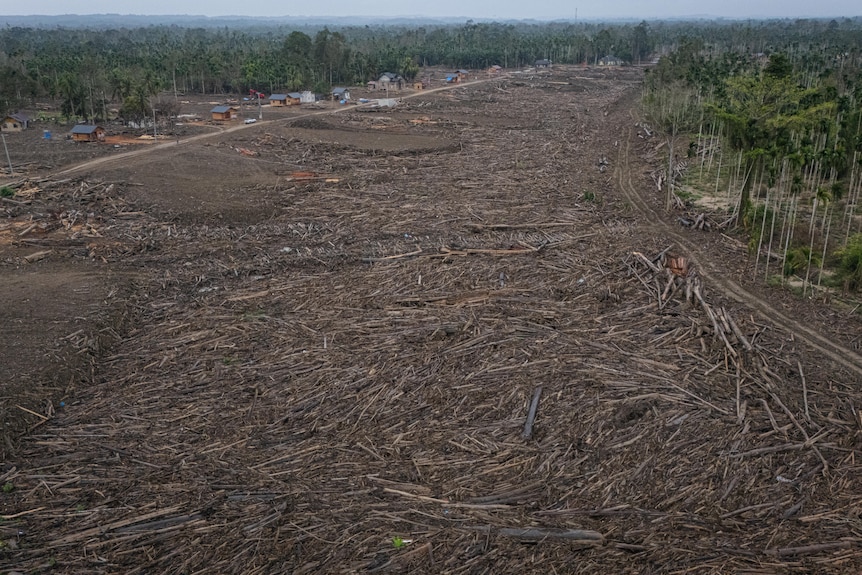 Drone footage showing seas of timber throughout Geudumbak — an area east of Sawang district in North Aceh.