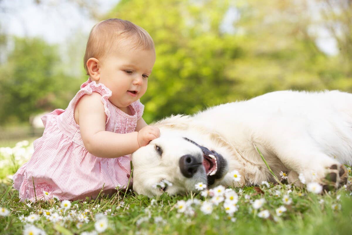 Gentle Golden Retriever Watches Sweet Baby Discover Something New
