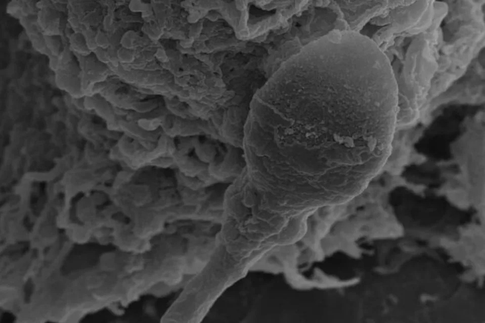 A study has found that having a baby in space may require “a bit more direction.” Sperm and Embryo Biology Laboratory, Adelaide University