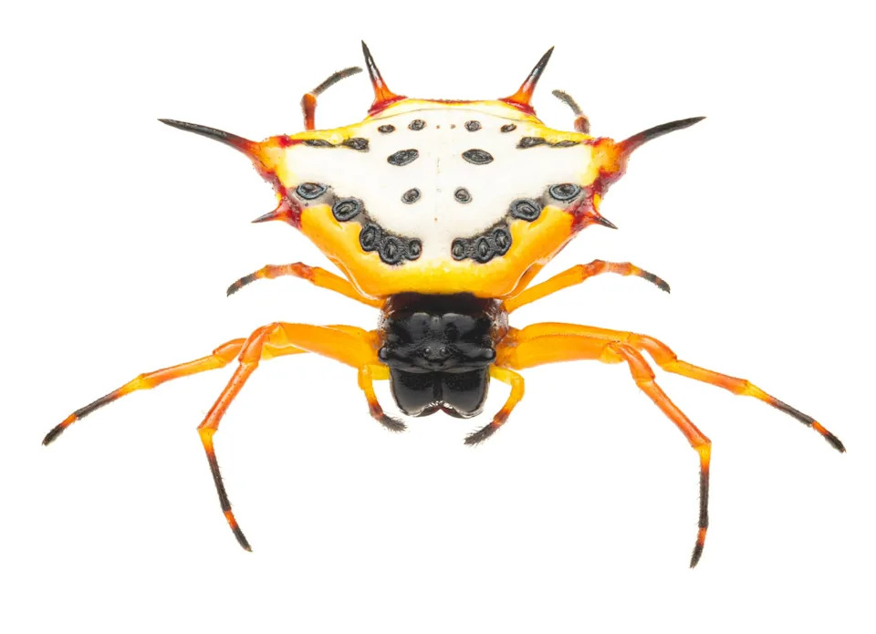 The research-grade image of Gasteracantha aciculata.