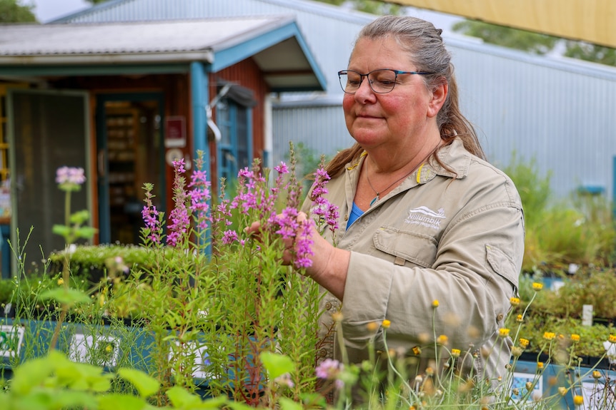 A woman in a brown long sleeve shirt looking at some purple native flowers in a nursery.