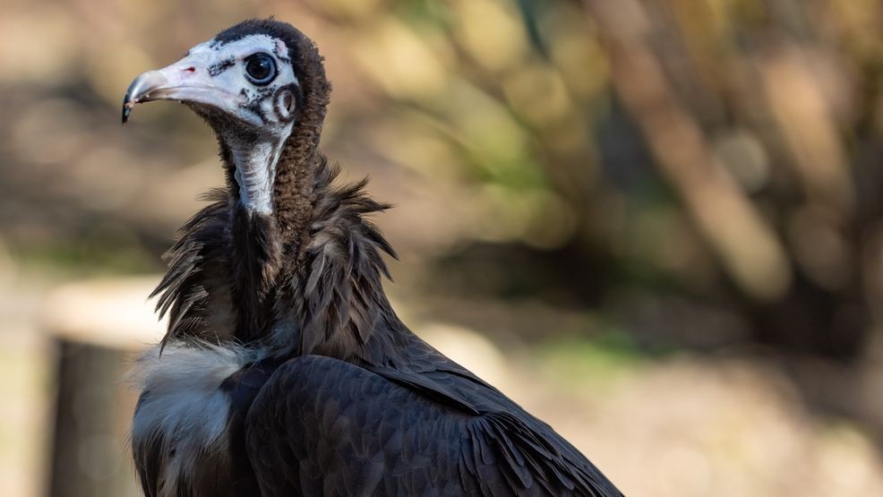 Two critically endangered hooded vultures are now viewable to the public at the Woodland Park Zoo. (Jeremy Dwyer-Lindgren/Woodland Park Zoo)