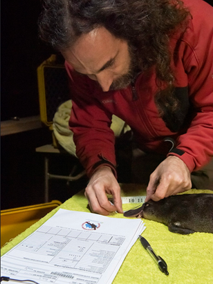 A man bends over a platypus lying on a table to measure the platypus bill with a measuring tape 