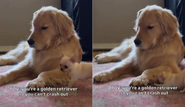 Golden Retriever Being Super Patient With Chihuahua Brother