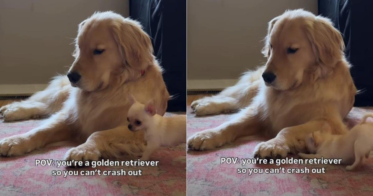 Golden Retriever Being Super Patient With Chihuahua Brother