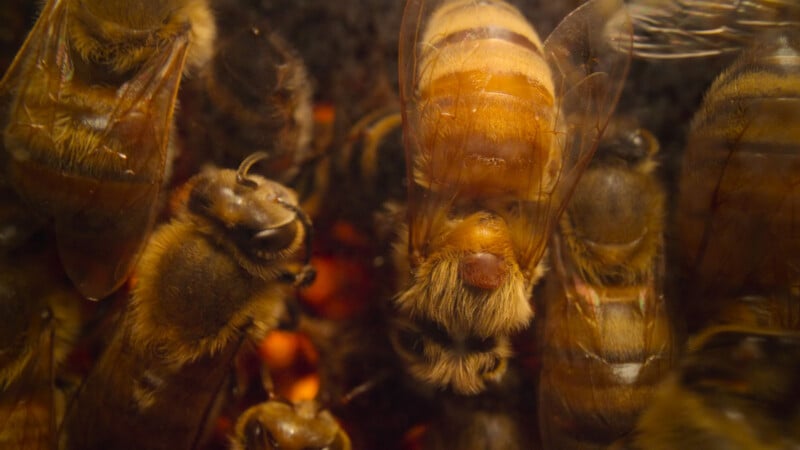 Close-up view of several honey bees clustered together, with one larger bee, likely a queen bee, in the center, surrounded by worker bees inside a hive. Their fuzzy bodies and detailed wings are clearly visible.