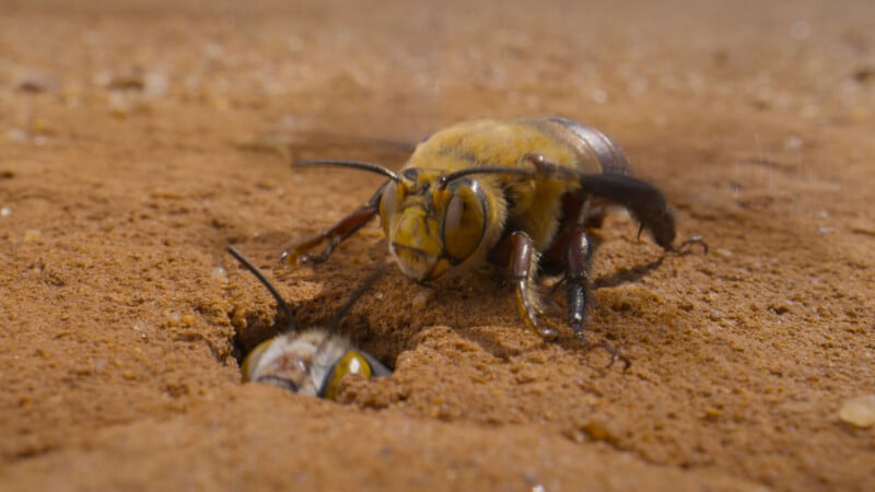 A close-up of two large bees on sandy ground, one bee is emerging from a small hole while the other is atop the surface, facing the bee in the hole.
