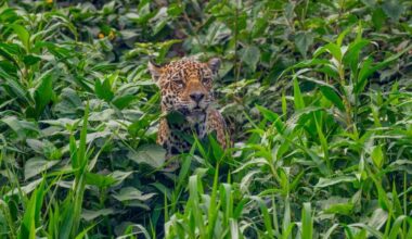 Near-mythical 'cloud jaguar' spotted for first time in 10 years
