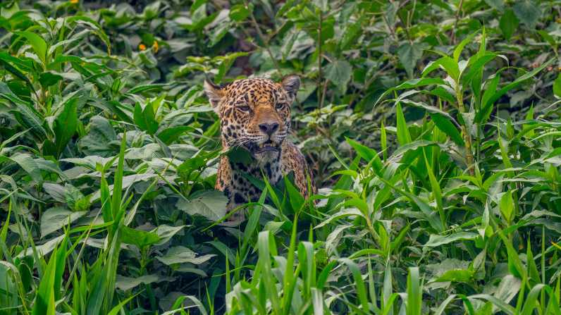 Near-mythical 'cloud jaguar' spotted for first time in 10 years