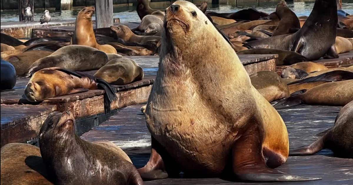 Massive sea lion named 'Chonkers' is social media sensation at Pier 39
